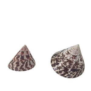 Pair of Trochulus Niloticus Seashells, "Tops", Cream & Brown, Unique Pointed Top
